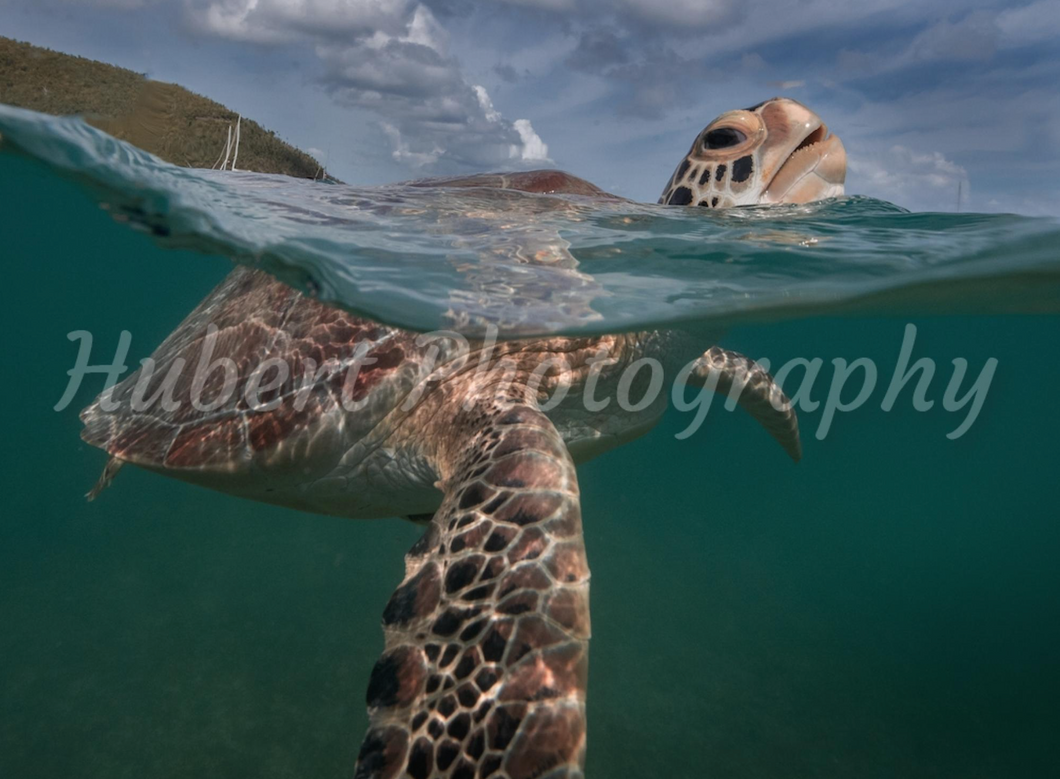 Comping Turtle at Maho Bay, St John, USVI Metal Photo