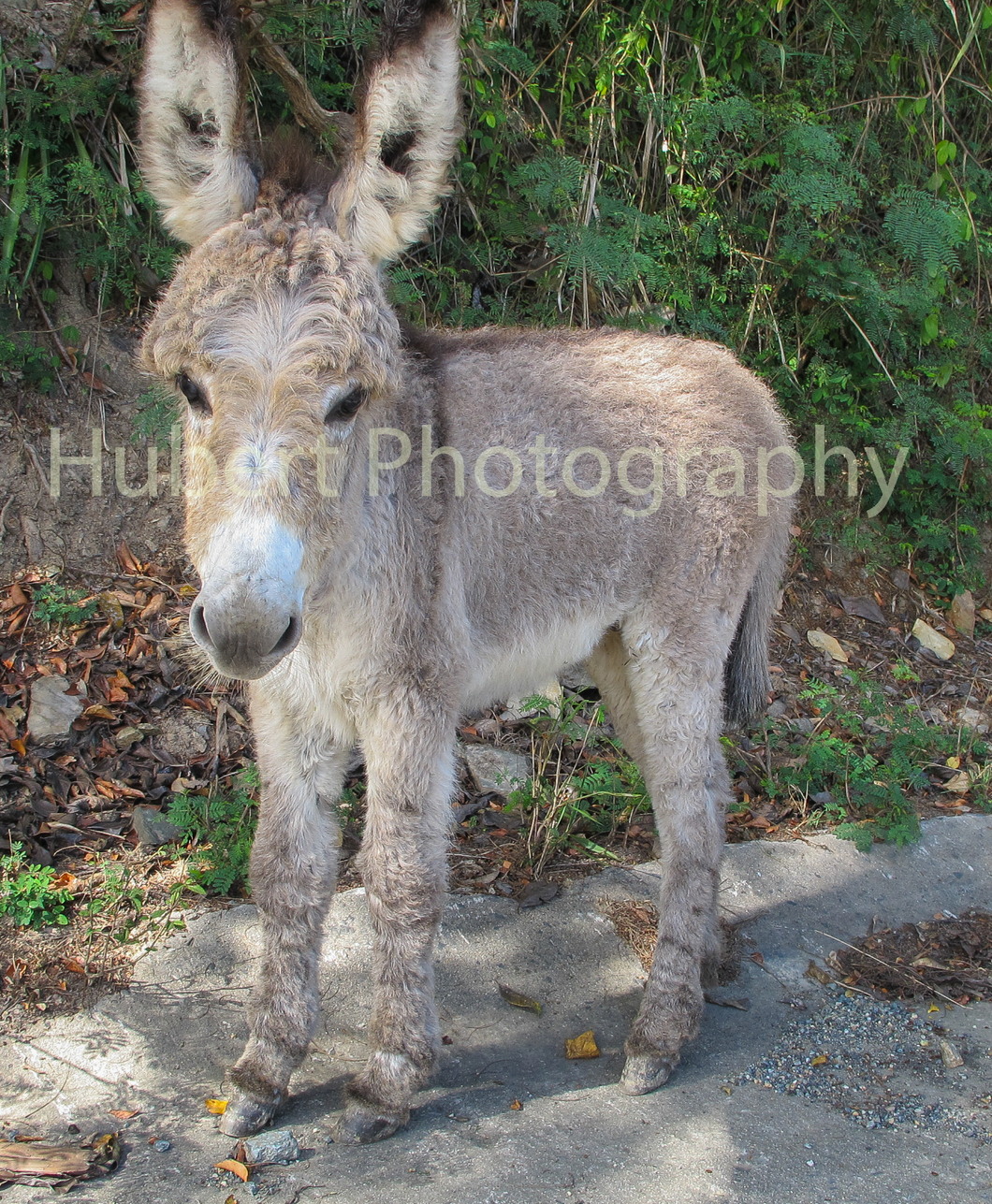 Baby Donkey on St John